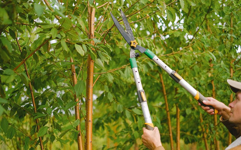 Tree trimming in Kaysville, UT